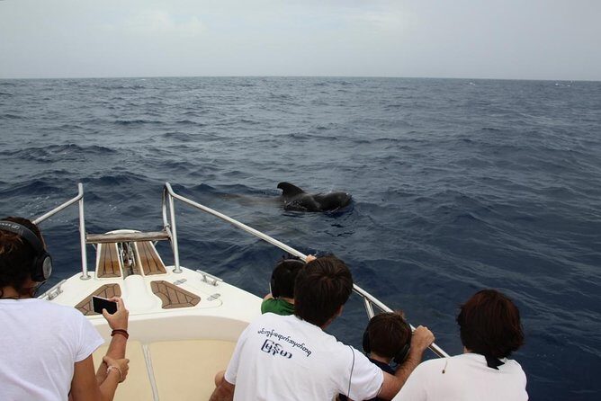 Whale watching in Tenerife. Atlantic Eco Experience - An In-Depth Look at the Experience