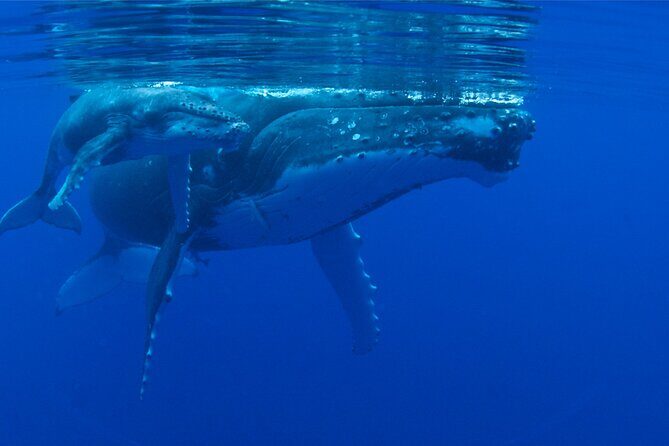 Whale watching in the calm of the peninsula with Ttahi tours - An In-Depth Look at the Tour Experience