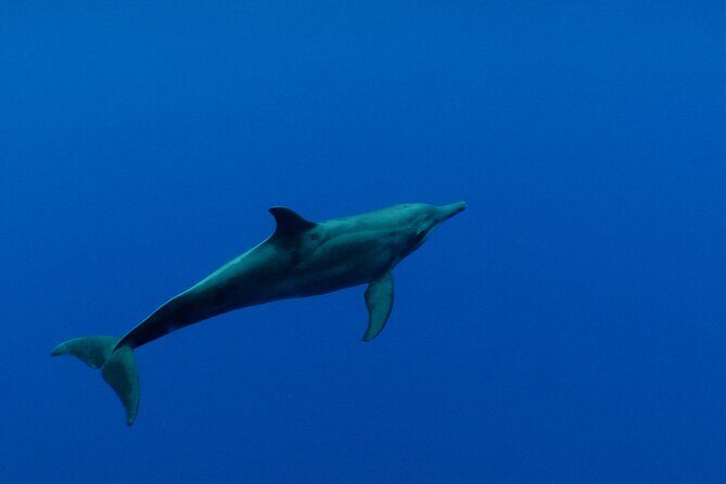 Whale watching in the calm of the peninsula with Ttahi tours - The Sum Up