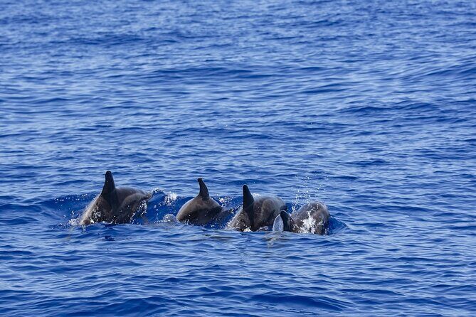 Whale Watching in Trincomalee by Catamaran cruise - The Itinerary in Detail