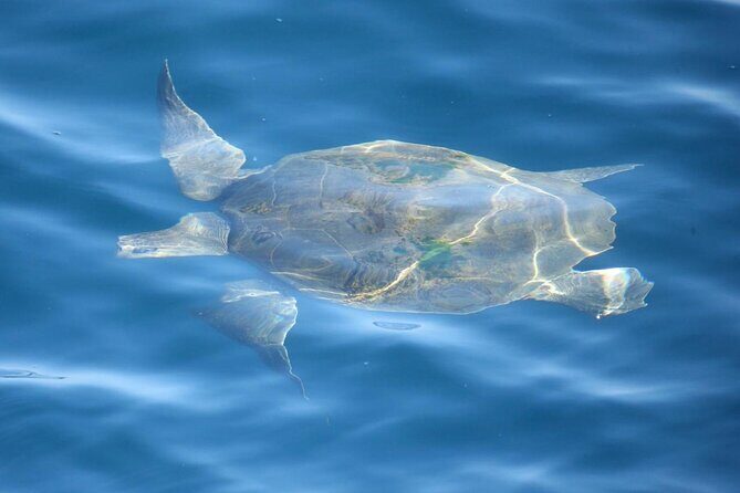 Whale Watching Mirissa with (WWC) - Whale Watching Mirissa with (WWC): An Honest Review