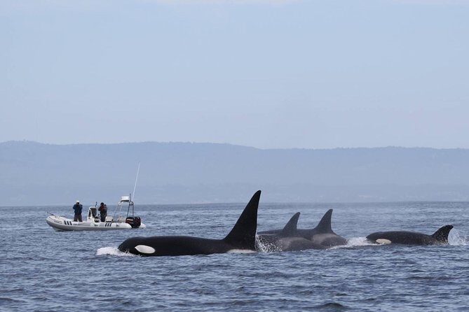 Whale Watching Monterey Bay semi-private limited to 6 people max - What Makes This Whale Watching Tour Special?