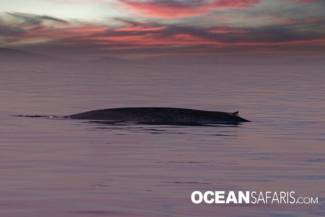 Whale Watching Monterey Bay semi-private limited to 6 people max - What Travelers Say
