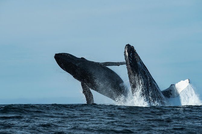 Whale Watching Monterey Bay semi-private limited to 6 people max - Practical Details to Consider