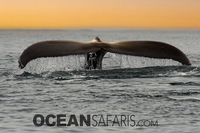 Whale Watching Monterey Bay semi-private limited to 6 people max - The Sum Up