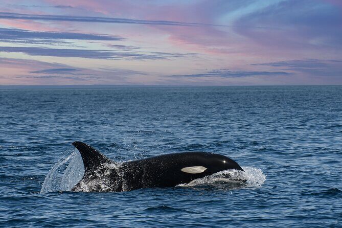 Whale Watching Monterey Bay semi-private limited to 6 people max - Frequently Asked Questions