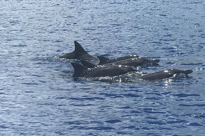 Whale Watching Moorea (non-swimming) - Discover Moorea’s Marine Wonders: Whale Watching (Non-Swimming)