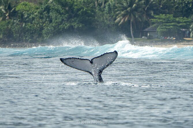 Whale Watching Moorea (non-swimming) - Final Thoughts on Value and Experience