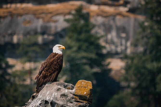 Whale Watching Nanaimo Open Boat Tour - An Authentic Nanaimo Marine Experience