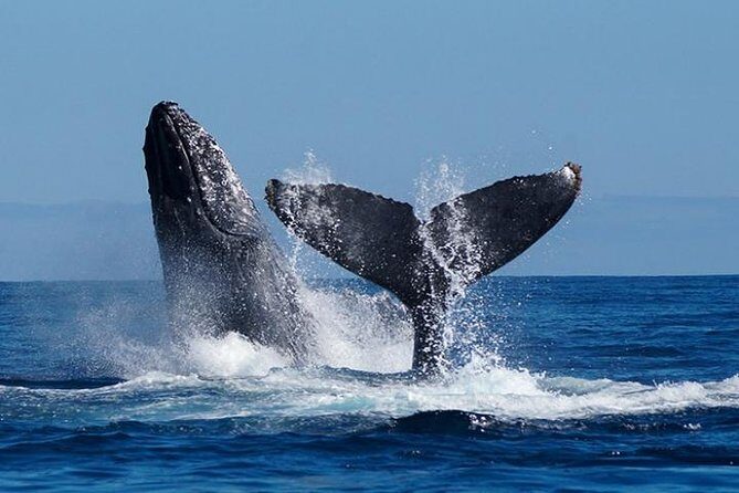 Whale Watching on 2 Level Big Boat with Breakfast and Drinks INCLUDED - An In-Depth Look at the Whale Watching Tour in Cabo San Lucas