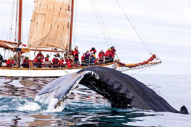 Whale Watching on a Traditional Oak Sailing Ship from Husavik - An In-Depth Look at the Husavík Whale Watching Tour