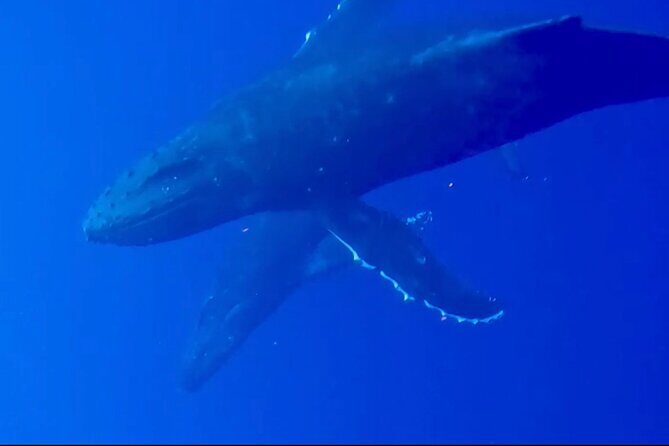 Whale Watching on Big island - What to Expect from Your Whale Watching Tour