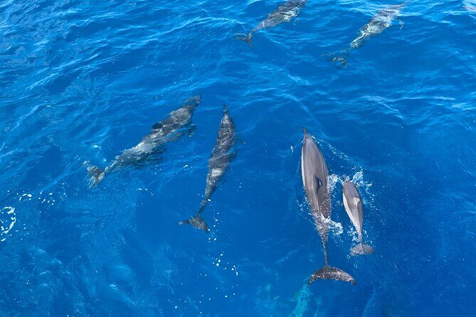 Whale Watching on Big island - Who Will Love This Tour?