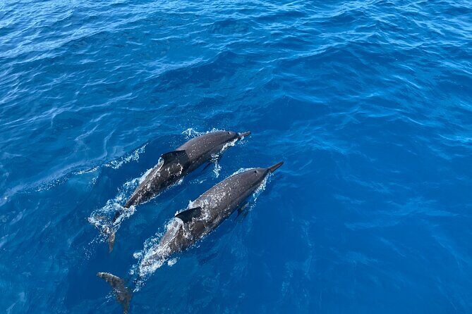 Whale Watching on Big island - Final Thoughts: Is This Tour Worth It?