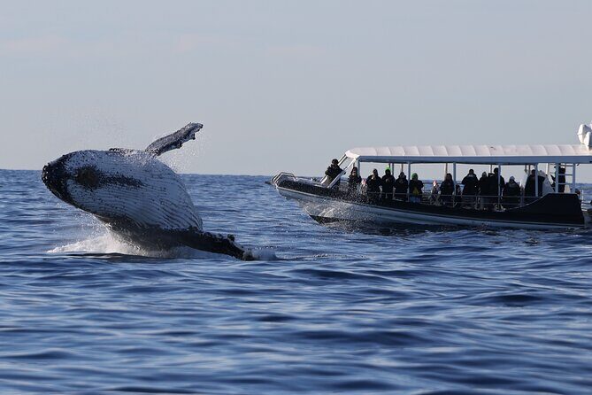 Whale Watching on Speed Boat with canopy from Sydney Harbour - Key Points