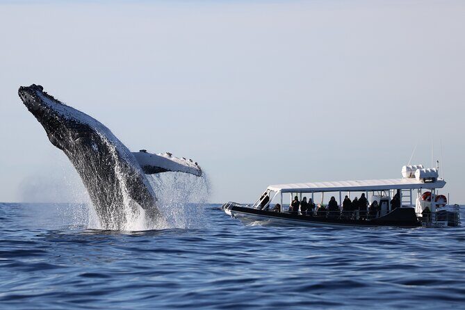 Whale Watching on Speed Boat with canopy from Sydney Harbour - Practical Details & What to Expect