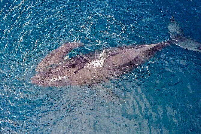 Whale Watching on "The World Famous North Shore of Oahu", Hawaii - Key Points