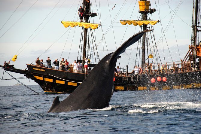 Whale-Watching Pirate Ship Cruise in Los Cabos - Family-Friendly and Well-Organized?