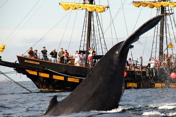 Whale-Watching Pirate Ship Cruise in Los Cabos - Is It Worth the Price?