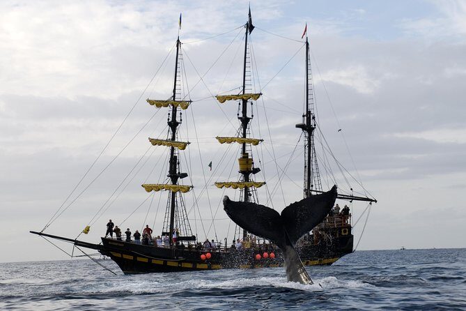 Whale-Watching Pirate Ship Cruise in Los Cabos - Practical Details and Tips