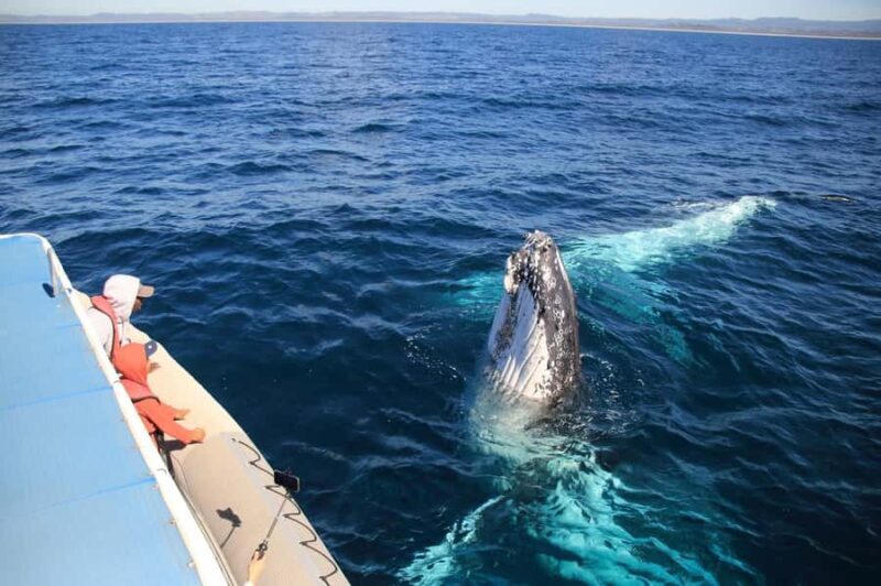 Whale Watching Safari Byron Bay - Key Points
