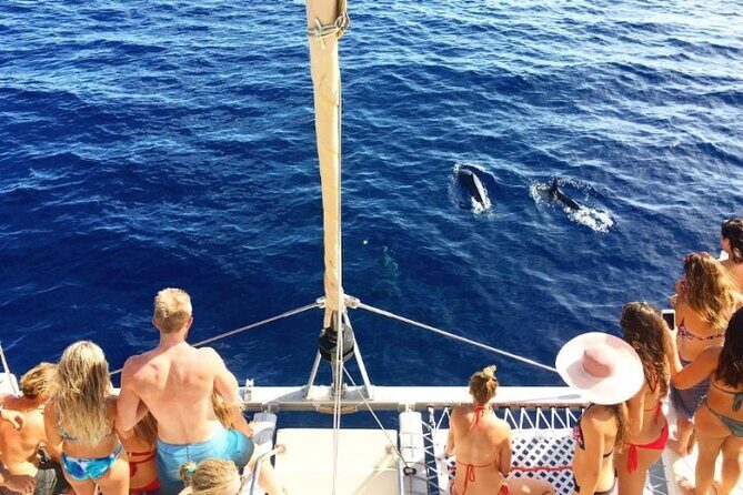 Whale Watching Sail in Honolulu with Open Bar - What You Can Expect During the Tour