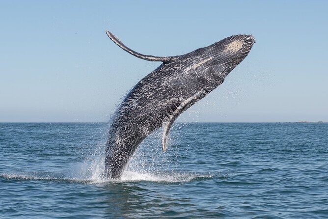 Whale Watching Sailboat Tour in San Jose del Cabo - FAQ