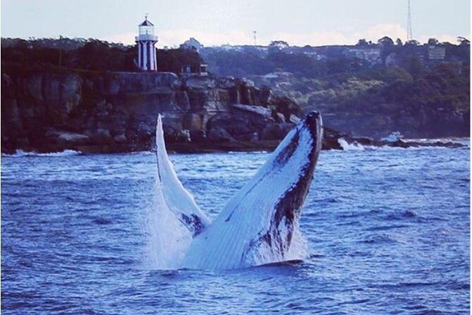 Whale Watching Sailing Experience in Sydney - The Itinerary in Detail