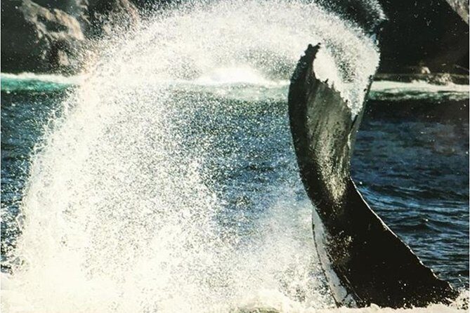 Whale Watching Sailing Experience in Sydney - The Value and Price