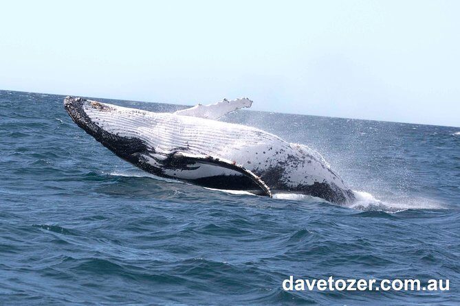Whale Watching Sailing Experience in Sydney - Authentic Feedback from Travelers