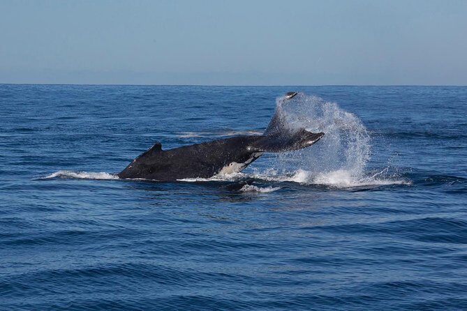 Whale Watching Sailing Experience in Sydney - FAQs