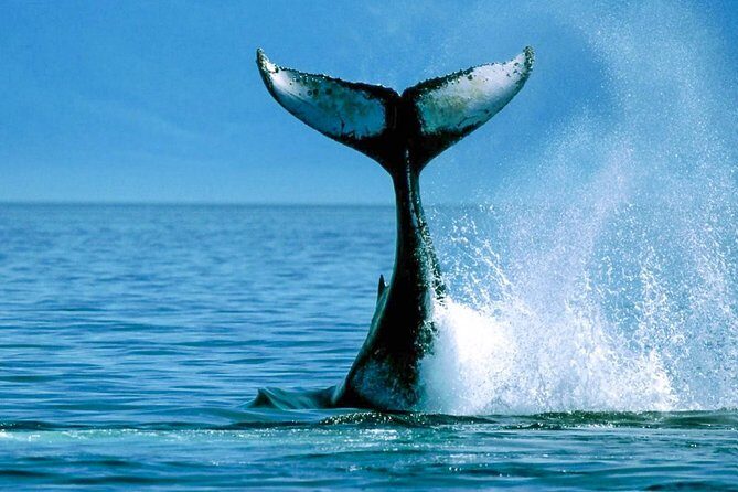 Whale Watching Shared Boat Tour from Bentota - In-Depth Review of the Whale Watching Shared Boat Tour from Bentota