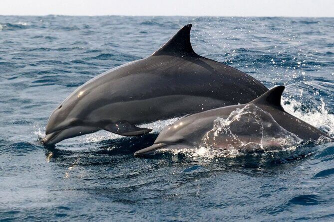 Whale Watching Shared Boat Tour from Bentota - The Sum Up