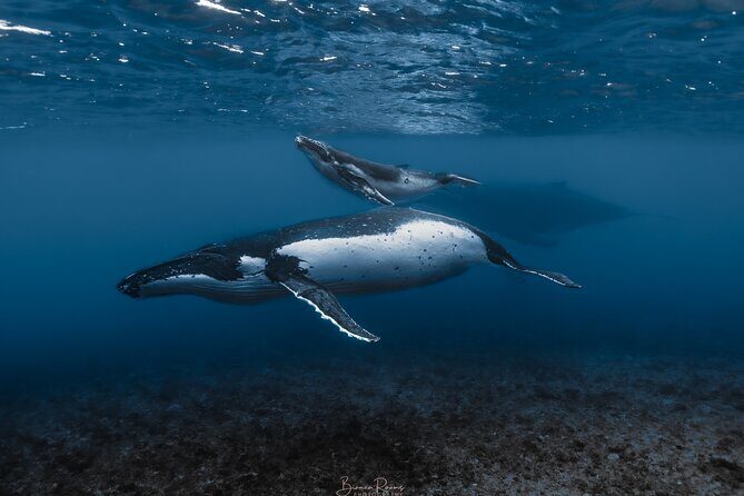 Whale Watching Shared Half Day - Key Points