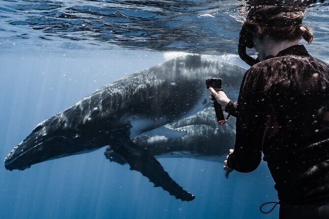 Whale Watching Shared Half Day - The Value of the Experience