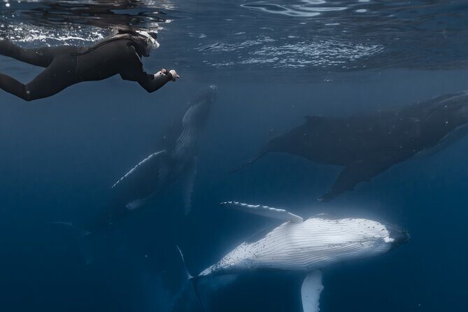 Whale Watching Shared Half Day - Final Thoughts