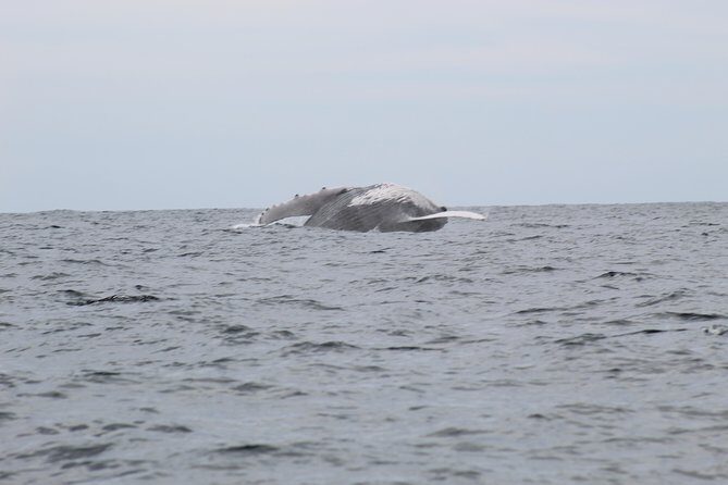 Whale Watching Shared Tour - Why This Tour Works