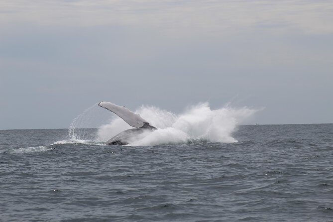Whale Watching Shared Tour - FAQs