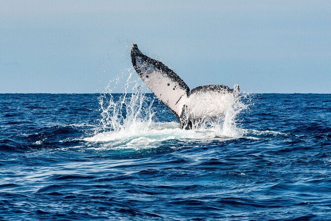 Whale Watching Snorkel Combo - Introduction to the Whale Watching and Snorkel Experience