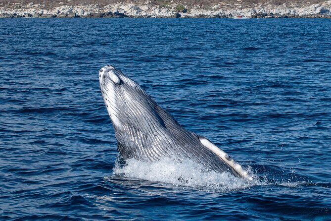 Whale Watching & Snorkeling Combo in Los Cabos with Photos Included - Key Points