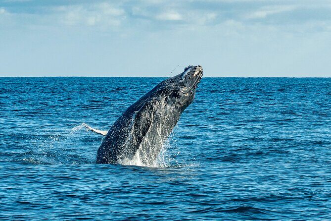 Whale Watching & Snorkeling Combo in Los Cabos with Photos Included - FAQs