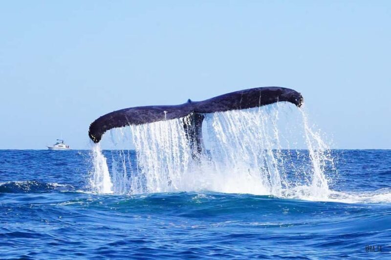 Whale watching, snorkeling, lunch, and drinks in Cabo San Lucas - Key Points