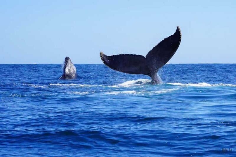 Whale watching, snorkeling, lunch, and drinks in Cabo San Lucas - A Practical Overview of the Tour