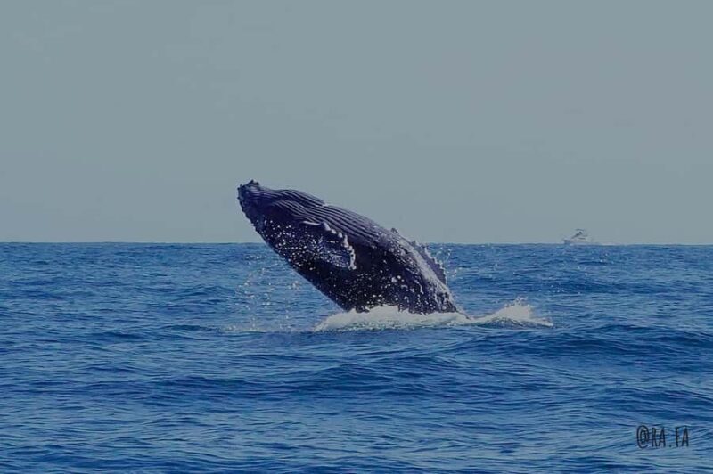 Whale watching, snorkeling, lunch, and drinks in Cabo San Lucas - What the Experience Feels Like