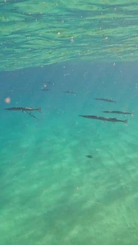 Whale watching, snorkeling, lunch, and drinks in Cabo San Lucas - Final Thoughts