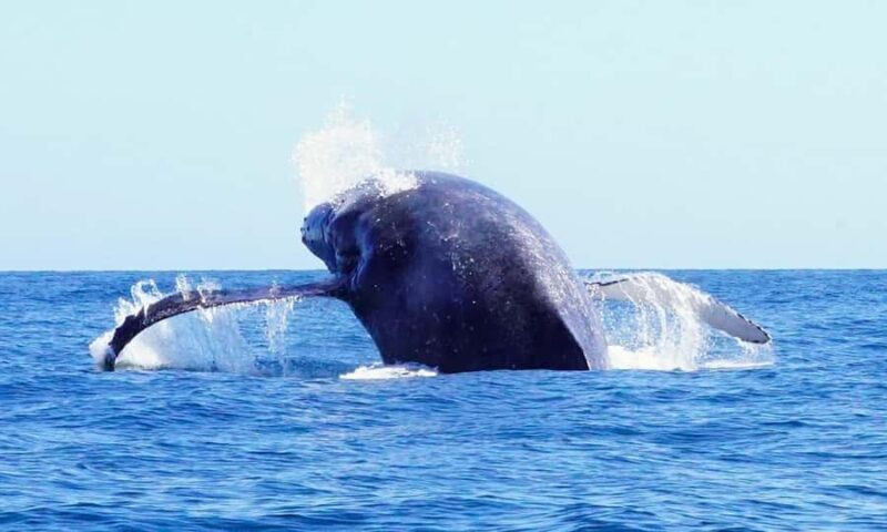 Whale watching, snorkeling, lunch, and drinks in Cabo San Lucas - FAQs