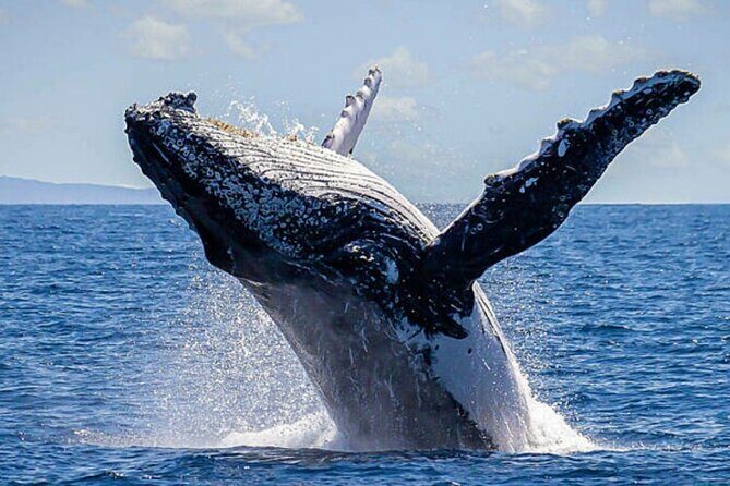 Whale Watching & Snorkeling Private Yacht Tour Cabo with Food & Drinks - Final Thoughts