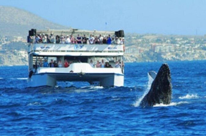 Whale Watching Sunset Tour - FAQ
