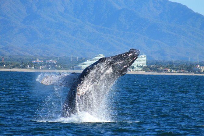 Whale Watching The Best Of Puerto Vallarta - Key Points