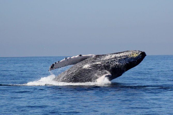 Whale Watching The Best Of Puerto Vallarta - The Whale Encounter: Authentic and Exciting